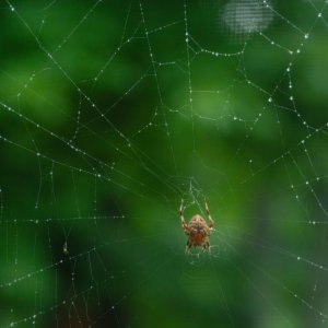 Orb Weaver and web-1.jpg