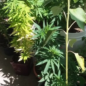 Grow Journal - RPGJCN-2024-1-18.jpg