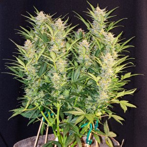 Red Mimosa XL Auto by Sweet Seeds