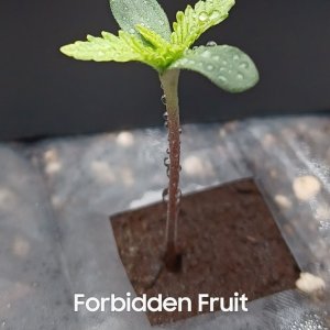 ForbiddenFruit240817_1136r.jpg