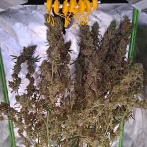 Purple Ghost Candy 08-16 Harvest day.jpg