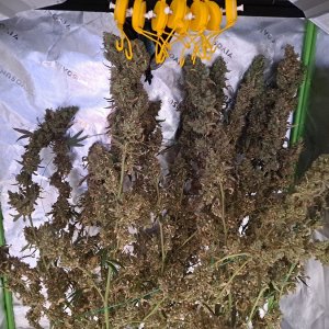 Purple Ghost Candy 08-16a Harvest day.jpg