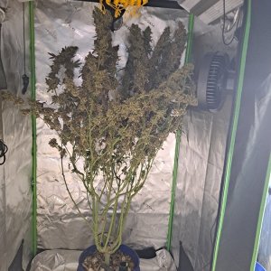 Purple Ghost Candy 08-16b Harvest day.jpg