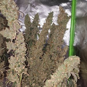 Purple Ghost Candy 08-17 Harvest day.jpg