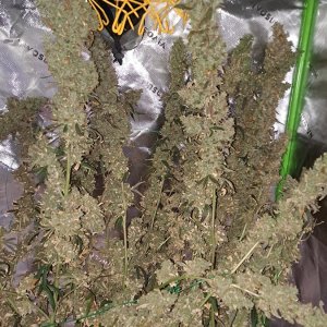 Purple Ghost Candy 08-17a Harvest day.jpg