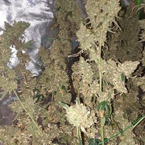 Purple Ghost Candy 08-17b Harvest day.jpg