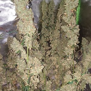 Purple Ghost Candy 08-17c Harvest day.jpg