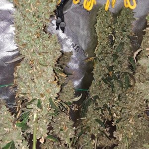 Purple Ghost Candy 08-17d Harvest day.jpg