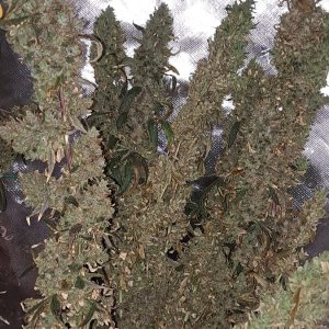 Purple Ghost Candy 08-17e Harvest day.jpg