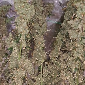 Purple Ghost Candy 08-17f Harvest day.jpg