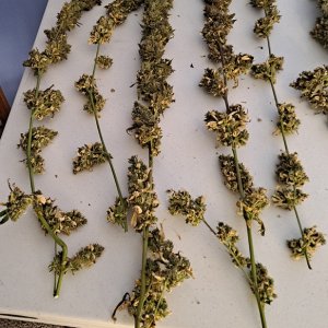 Purple Ghost Candy 08-17k Harvest day.jpg