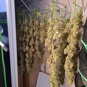 Purple Ghost Candy 08-17p Harvest day.jpg