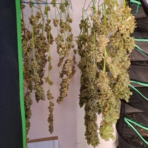 Purple Ghost Candy 08-17q Harvest day.jpg