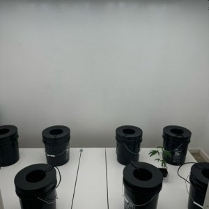 DWC Setup  in Bud Room