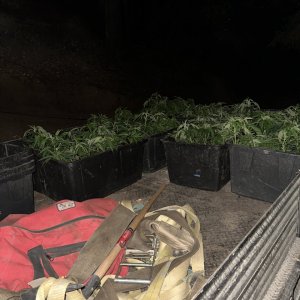 More plants inbound