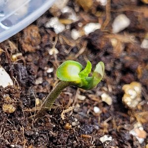 seedling with troubles 1