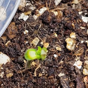 seedling 1