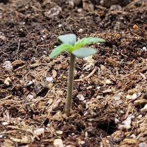 seedling 2