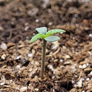 seedling 2