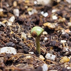 seedling 1