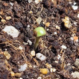 seedling 1