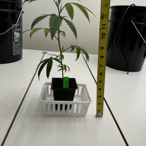 Week 1 Clone - 14"+/-