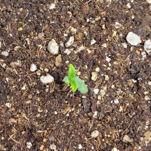 seedling 1