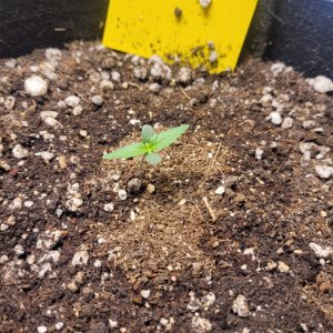 seedling 2