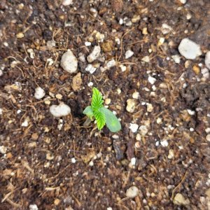 seedling 1