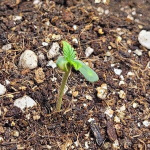 seedling 1