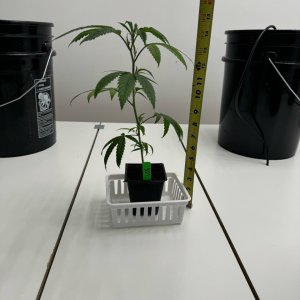 LCG - Week 1 - Clone - 1/2" growth