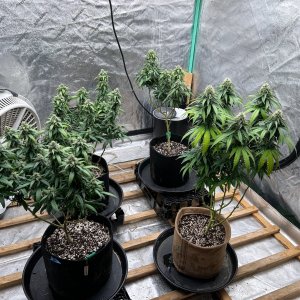 P2 clones 8-20-24 F40 ugly leaves gone.JPG