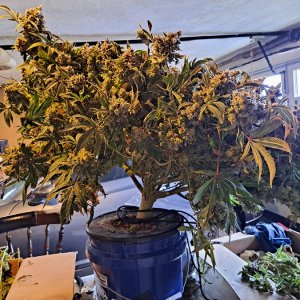 Banana Jealousy 08-19g harvest7 .jpg