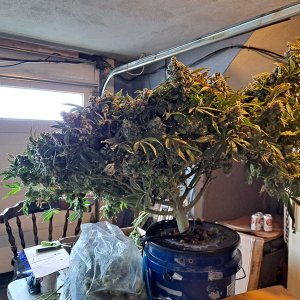 Banana Jealousy 08-19g harvest9 .jpg