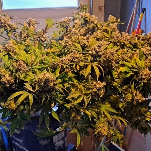 Banana Jealousy 08-19g harvest16.jpg