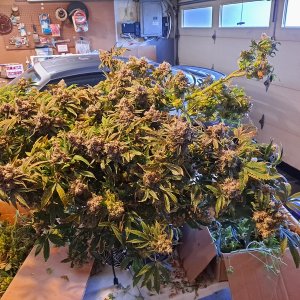 Banana Jealousy 08-19g harvest18.jpg