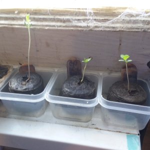 Grow Journal - RPGJCN-2024-4-13.jpg