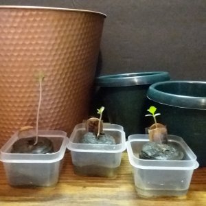 Grow Journal - RPGJCN-2024-4-14.jpg