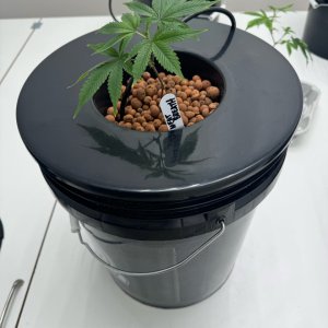 Meat Breath - Week 1