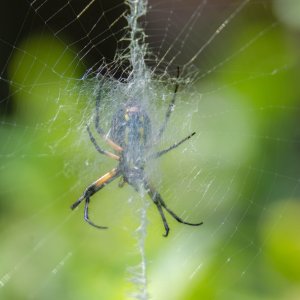 Yellow Garden spider back-1.jpg