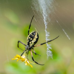 Yellow Garden spider back-3.jpg