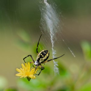 Yellow Garden spider back-4.jpg