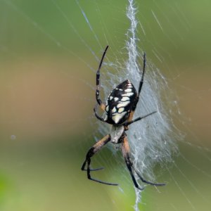 Yellow Garden spider back-2.jpg