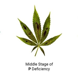 phosphorus-cannabis-deficiency02.jpg