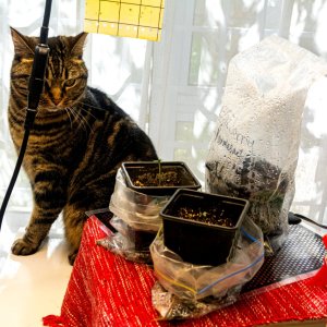 Cats Love Cannabis