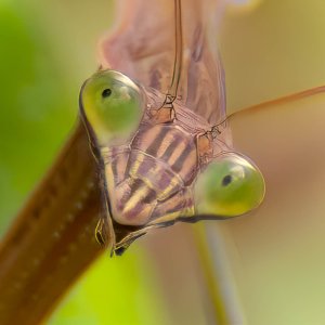 Praying mantis begs for food-1.jpg