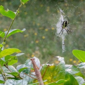 Praying Mantis and Yellow garden spider-1.jpg