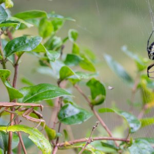 Praying Mantis and Yellow garden spider-2.jpg