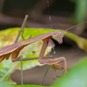 Praying Mantis and Yellow garden spider-3.jpg