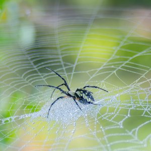 Praying Mantis and Yellow garden spider-4.jpg